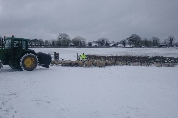 Storm Emma: a challenge for lambing farmers