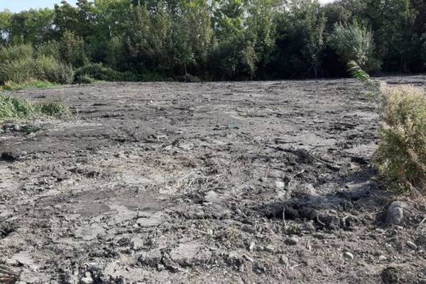 South Dublin council to review destruction of wetland  eco-system
