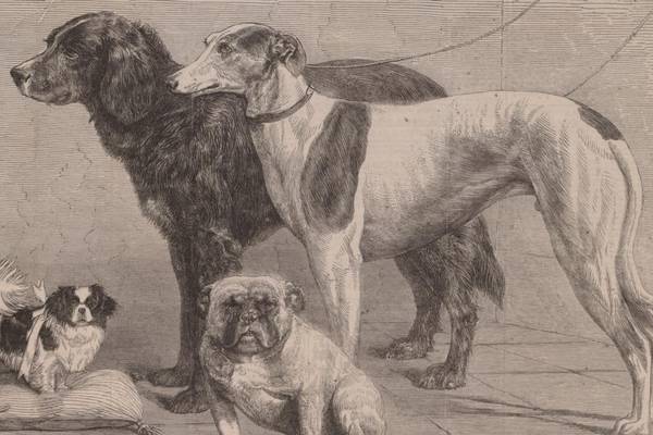 Ireland’s first dog show: A £5,000 dog and a ‘perpetual growl’