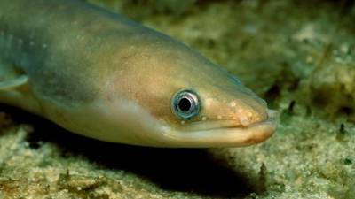 European eels take epic slippery route to breed before death