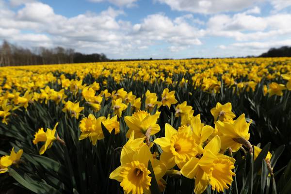 Wordsworth’s daffodils were not lonely – or even alone