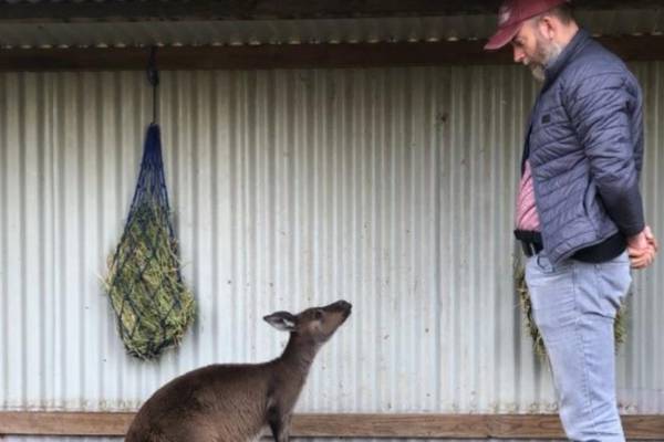 Kangaroos can learn to communicate with humans, Irish-led research says