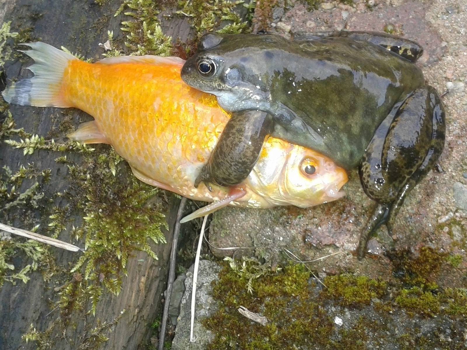 My goldfish are assaulted by frogs. Readers' nature queries – The Irish  Times