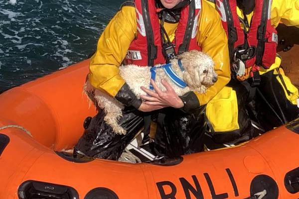 Dunmore East RNLI rescues ‘shivering’ dog after 30m cliff fall