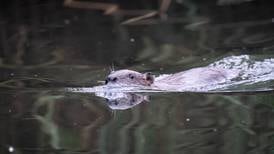 Cheap but invasive: Are beavers the key to Ireland’s flooding woes?