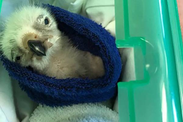 Irish man arrested after seizure of vulture chicks at Heathrow