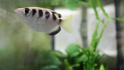 Fish can recognise human faces, research shows