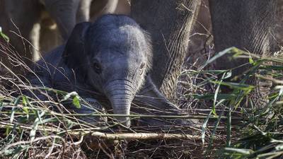It’s a girl! Elephant calf born at Dublin Zoo on Monday