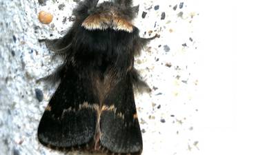 Does this moth’s furry coat keep it warm? Readers’ nature queries