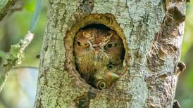 Poem of the Week:  The Owl by Giovanni Pascoli, translated by Seamus Heaney 