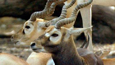 Bollywood star convicted of poaching deer