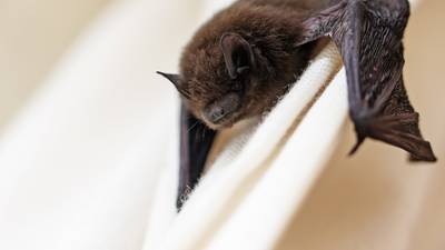 Dead bat found in bagged salad sold at Florida Walmart