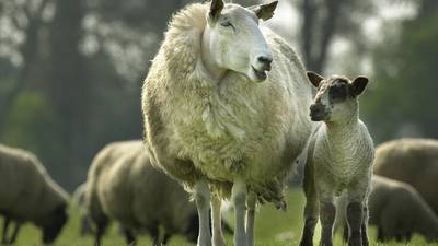 Dogs  kill between 3,000 and 4,000 sheep each year