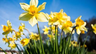 Let there be light: Why sunny spring days make us happier and healthier
