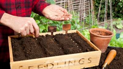 From seed to perfect plants and veg: tips to guarantee a bountiful garden 