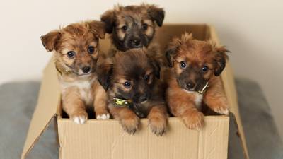 Box of 5-day-old puppies found abandoned as unwanted pets rise