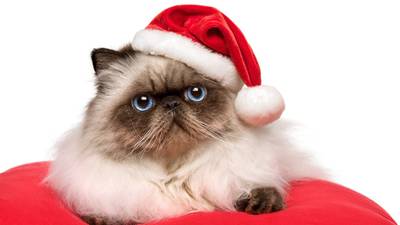 Santa Pause – An Irishman’s Diary about children growing up (and cats moving out)