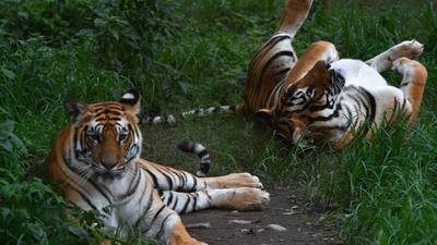 India’s tiger population rises to more than 3,000, figures show