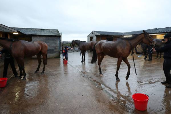 Equine flu outbreak spreads with 174 British yards now in lockdown