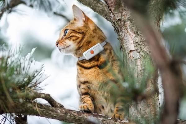 Weenect Tracker XS: GPS collar will keep tabs on your tabby (up to a point)