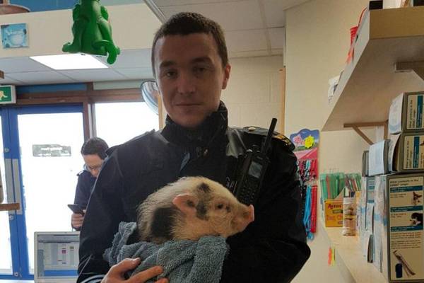 Pig rescue? Rabbit recovery? Sheep liberation? An Garda can help . . .
