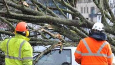 Family escapes death as large tree falls on their car