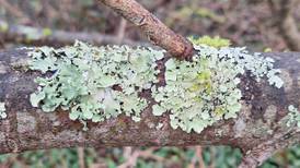 If this lichen is growing in your area, it means the air you breathe is clean