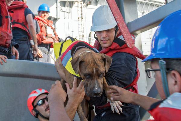 Two sailors and their dogs rescued after five months at sea