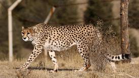 India reintroducing cheetahs after 70 years following airlift from Namibia