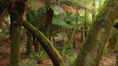 In the Kerry sub-tropics, a flourishing fern garden is getting ready for Chelsea