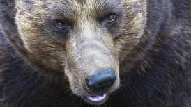 Russian town besieged by hungry bears