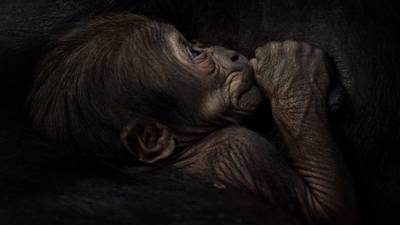 Pictures of new baby gorilla released by Dublin Zoo