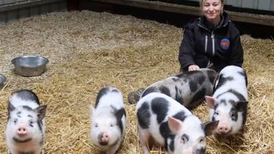 Singer turned pig rescuer makes home for animals ‘written off as just for food’