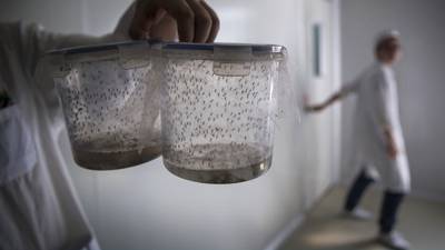 Zika  vaccines  give 100% protection to mice, research finds