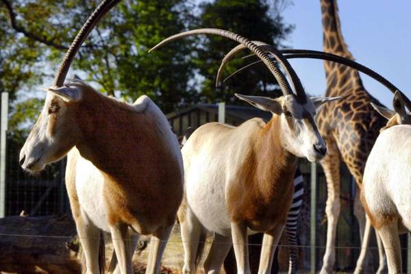 Antelope head among unusual seizures by customs officials