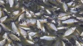 Fish kill in tributary of River Lee near Cork city investigated