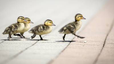 Public urged not to buy ducklings after reports of street sales in Dublin
