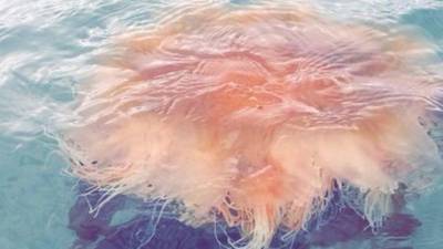 Dangerous ‘lion’s mane’ jellyfish removed from Dublin beach