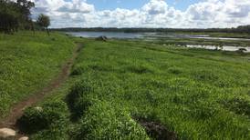 Walk for the Weekend: Coole Park, Co Galway