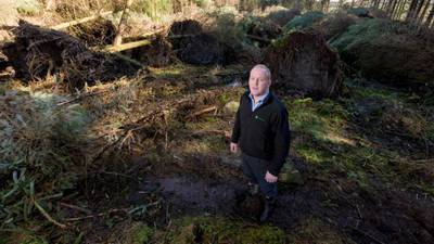 Forest owners counting cost of storm as clean-up continues