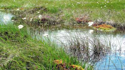 Turf cutting contributing to ‘shocking degradation’ of peatlands – report