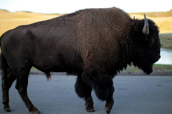 Girl (9) flung into air by bison at Yellowstone park