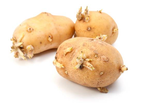 Now we know: Why do potatoes sprout?