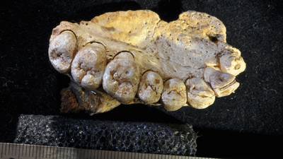 Oldest known human fossil outside Africa discovered in Israel