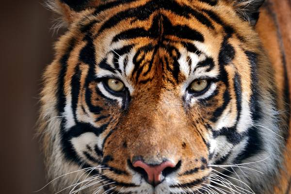 New owners of Tiger King zoo ordered to surrender cubs