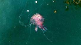 Jellyfish ‘bloom’ kills  thousands of farmed salmon off Co Mayo