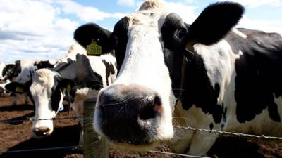 Irish Dairy Board invests €20m in Saudi Arabia