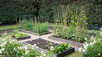 Your gardening questions answered: What’s the best wood for raised beds?
