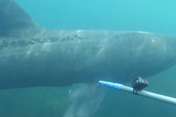 Researchers deploy new tagging devices to endangered basking sharks off west Cork