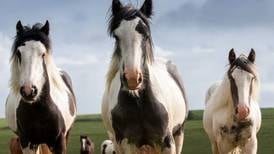 Tipperary council will not be providing stables or paddocks for Traveller horses